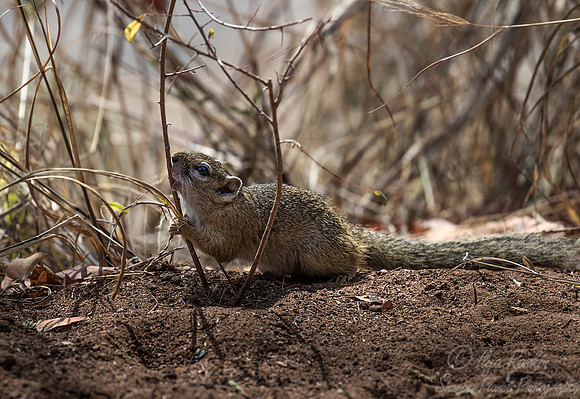 097 African Tree Squirrel (Paraxerus cepapi) - KNP South Africa