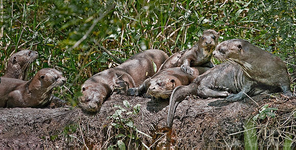 046_Giant otters_Pantanal_Brazil