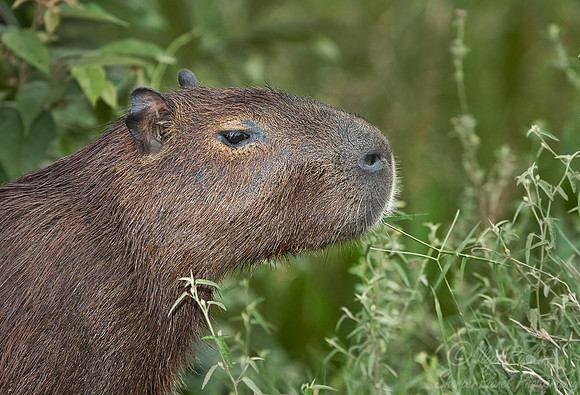 033_Capybara_Pantanal_Brazil