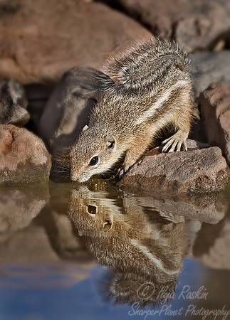 011_Chipmunk _AZ
