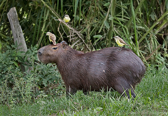034_Capybara 2_Pantanal_Brazil