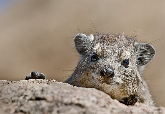 042_Hyrax_Tanzania