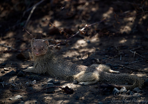 091 Slender Mongoose (Galerella sanguinea) - KNP South Africa