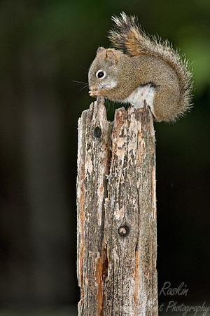 003_Amaerican Red Squirrel_MI