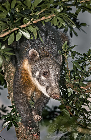 038_Coati_Ecuador