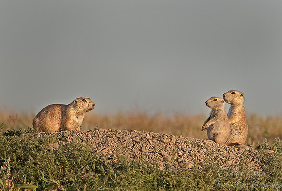 014_Black-Tailed Prairie Dogs (Cynomys ludovicianus)_ND
