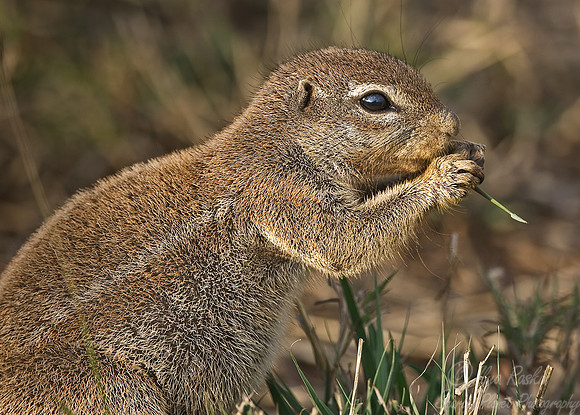 008_African Ground Squirrel (Xerus inauris)