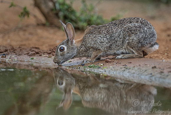 086 Eastern cottontail (Sylvilagus floridanus) - Texas
