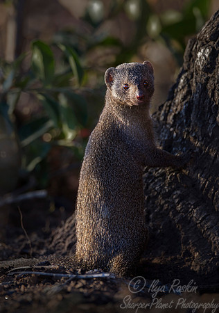 093 Dwarf Mongoose (Helogale parvula) - KNP South Africa