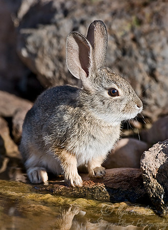 026_Cottontail_AZ