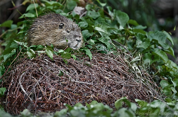 030_Beavers_LA_1
