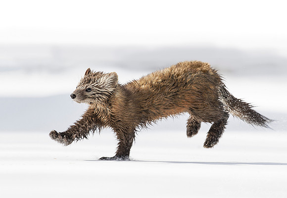 081 American Pine Marten (Martes americana) - Adirondack NY