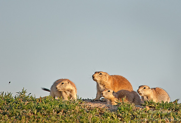015_Black-Tailed Prairie Dogs (Cynomys ludovicianus)_ND