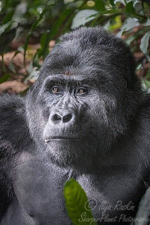 159 Mountain gorilla (Gorilla beringei beringei) - Bwindi Impenetrable NP Uganda