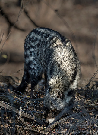 094 African civet (Civettictis civetta) - KNP South Africa
