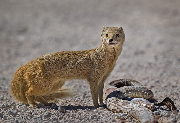 056 Yellow Mongoose (Cynictis penicillata) - Etosha Namibia