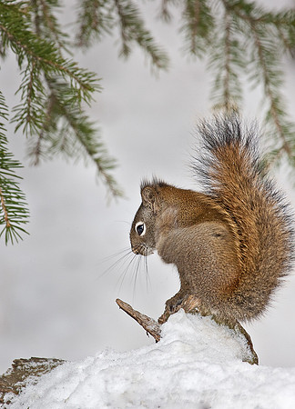 004_American Red Squirrel (Tamiasciurus hudsonicus)_Yellowstone