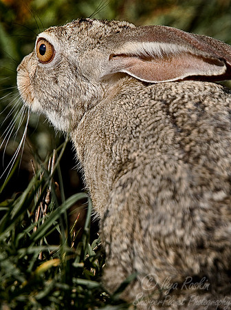028_African Hare_Tanzania