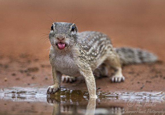 083 Mexican Ground Squirrel (Spermophilus mexicanus) - Texas