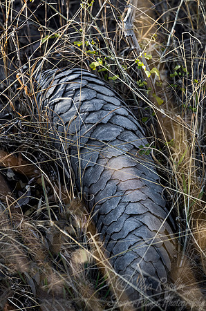 098 Cape or Ground Pangolin (Smutsia temminckii) - KNP South Africa