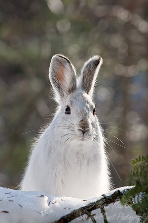 023_Snowshoe Hare (Lepus americanus)_MN