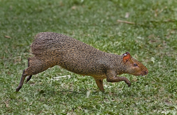 031_Aguti_Pantanal_Brazil
