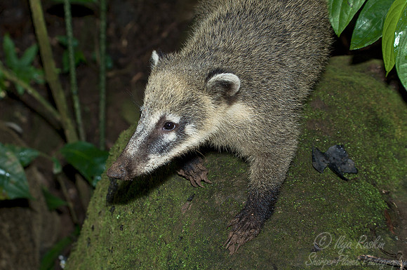 065 Ring-tailed Coati (Nasua nasua) - Brazil