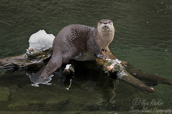 058 North American River Otter (Lontra canadensis) - MA