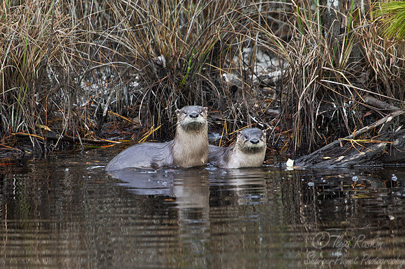 062 North American River Otters (Lontra canadensis) - NC
