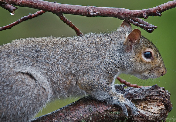 002_Grey Squirrel_NJ