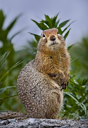 005_Arctic Ground Squirrel_AK