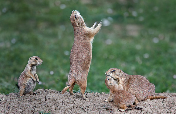 013_Black-Tailed Prairie Dog (Cynomys ludovicianus)_ND