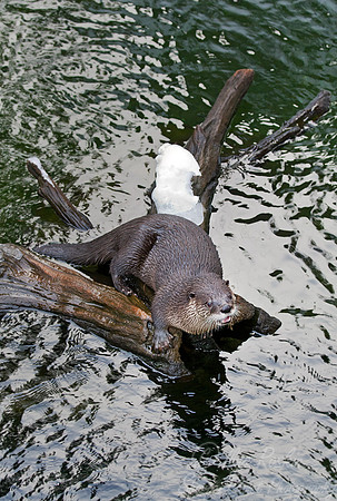 059 North American River Otter (Lontra canadensis) - MA