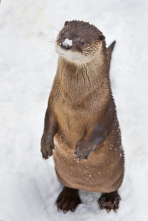 060 North American River Otter (Lontra canadensis) - MA