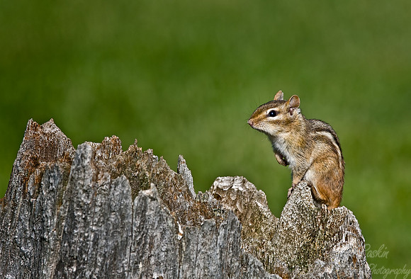 010_Chipmunk_MI