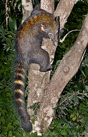 039_Coati_Ecuador