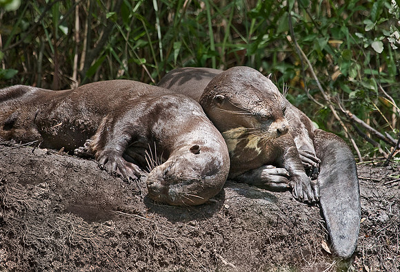 049_Giant otters 3_Pantanal_Brazil