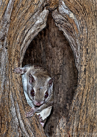 006_Northern Flying Squirrel_PA