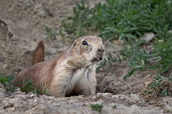 020_Black-Tailed Prairie Dog (Cynomys ludovicianus)_ND