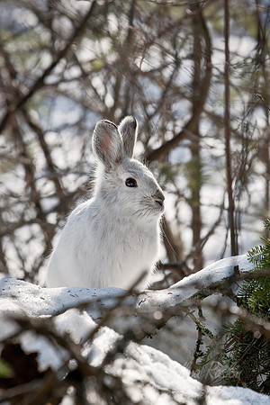 024_Snowshoe Hare (Lepus americanus)_MN