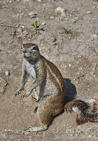 055 Cape Ground Squirrel (Xerus inauris) - Etosha Namibia