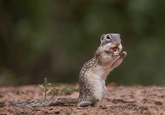 085 Mexican Ground Squirrel (Spermophilus mexicanus) - Texas