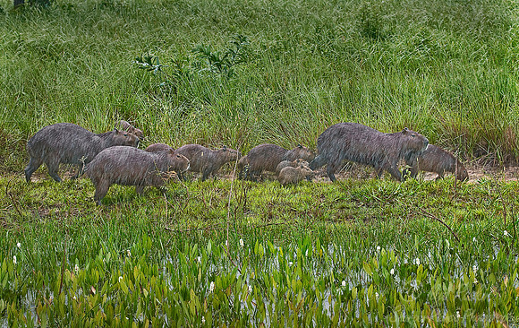 032_Capybaras 4_Pantanal_Brazil