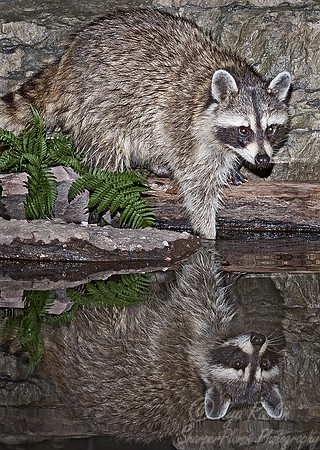 036_Raccoon_PA