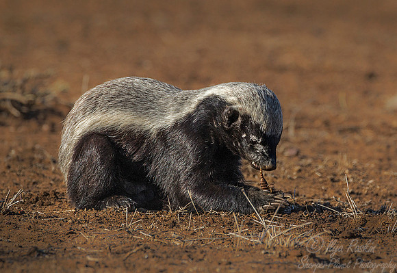095 Honey Badger (Mellivora capensis) - KNP South Africa