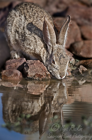 027_Cottontail_AZ