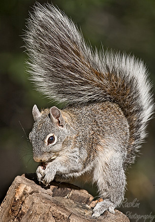 001_Grey Squirrel_AZ