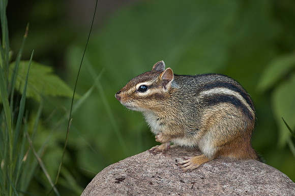 009_Eastern Chipmunk (Tamias striatus)_MN