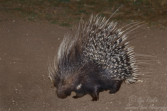 057 Crested porcupine (Hystrix cristata) - Etosha Namibia