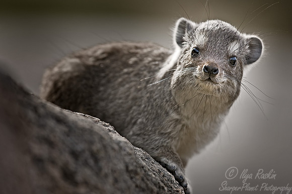 045_Hyrax_Tanzania